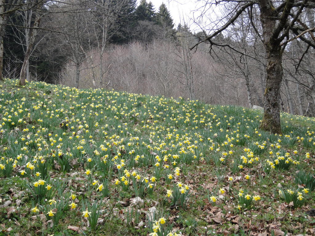 Gite Plein Sud Metzeral Exterior foto